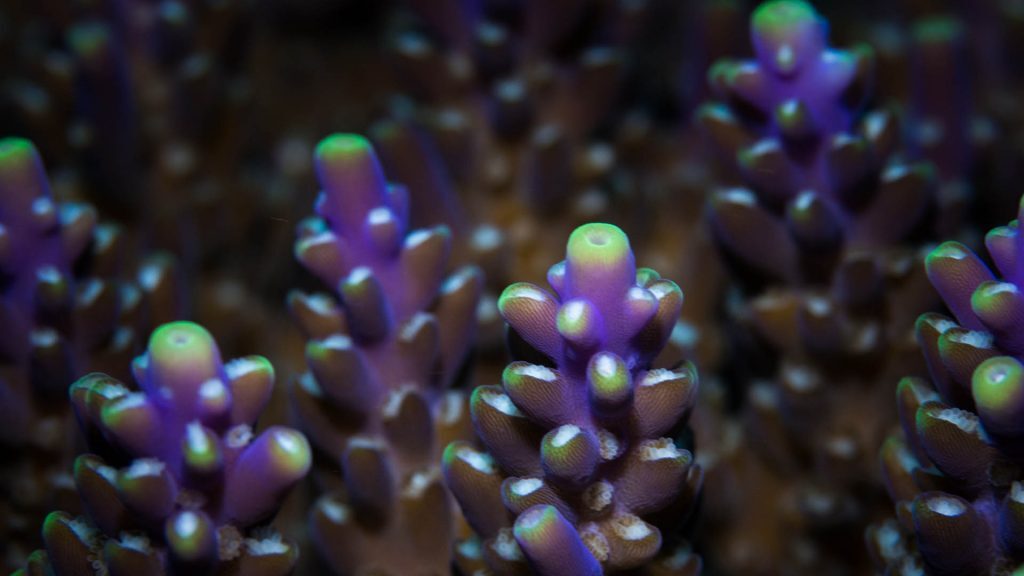 Coral detail during Flinders Reef Ecological Assessment, © copyright Cedric van den Berg, UniDive, UQ PhD student volunteer