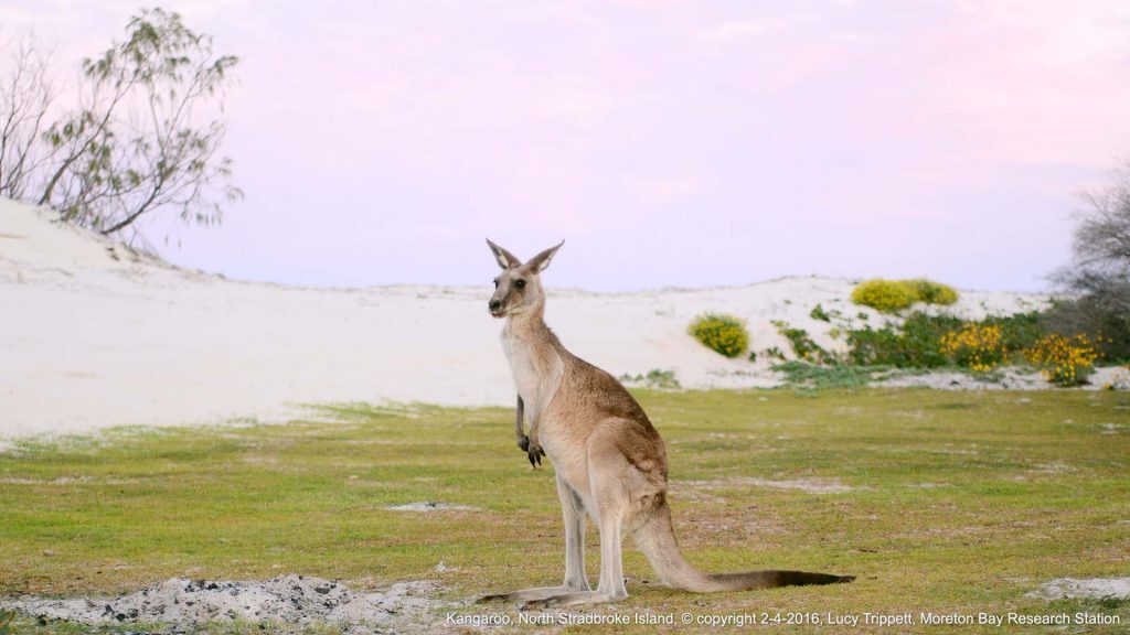 Kangaroo, North Stradbroke Island, © copyright 2-4-2016, Lucy Trippett, Moreton Bay Research Station