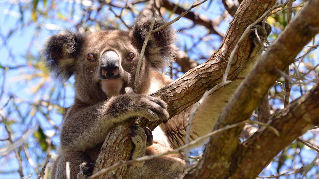 Koala in tree, North Stradbroke Island, © copyright 3-6-2017, Lucy Trippett, Moreton Bay Research Station