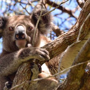 Koala in tree, North Stradbroke Island, © copyright 3-6-2017, Lucy Trippett, Moreton Bay Research Station