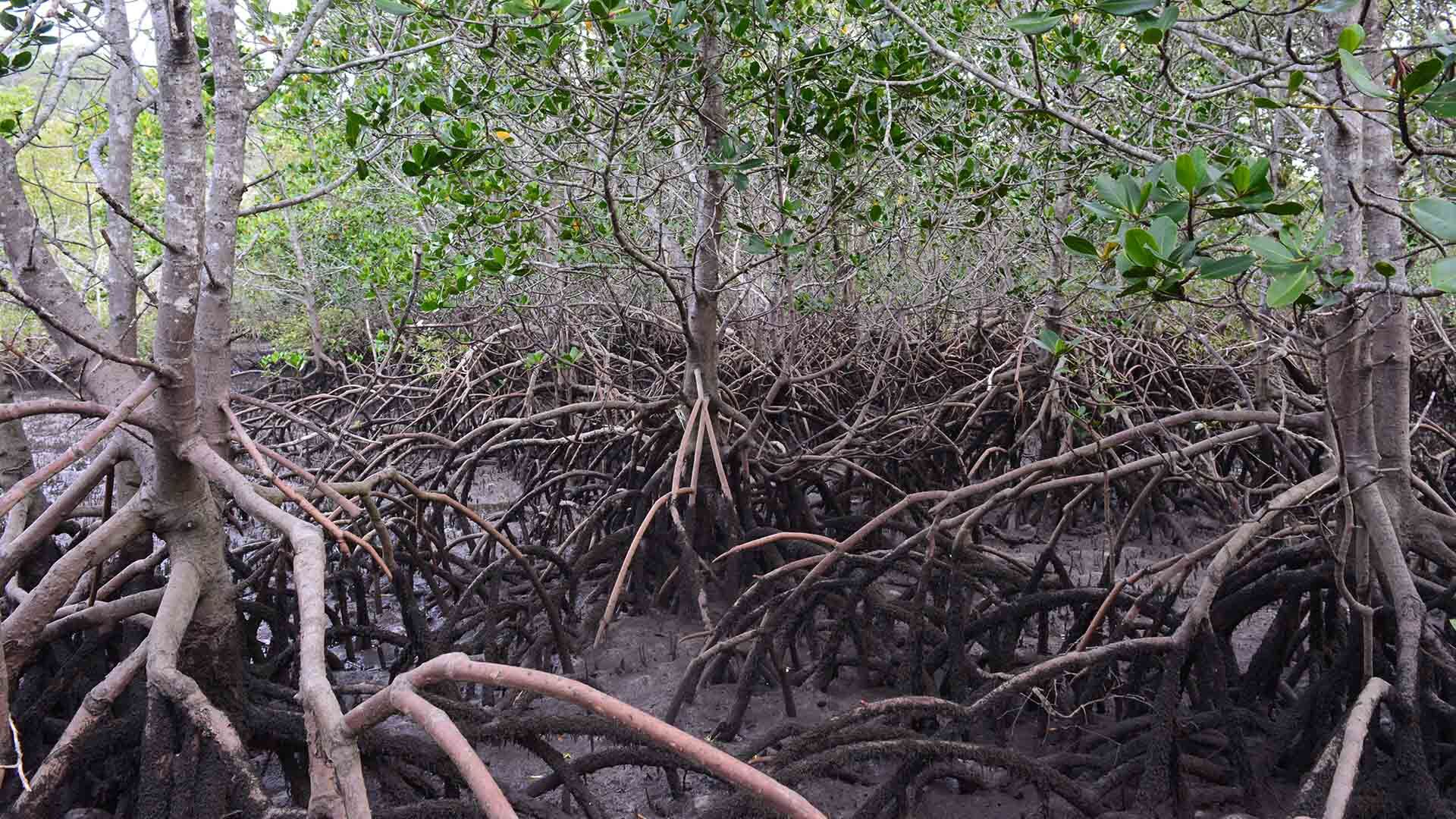 Mangroves on MARS2015 student field trip, © copyright Nina Clark, UQ Undergrad student