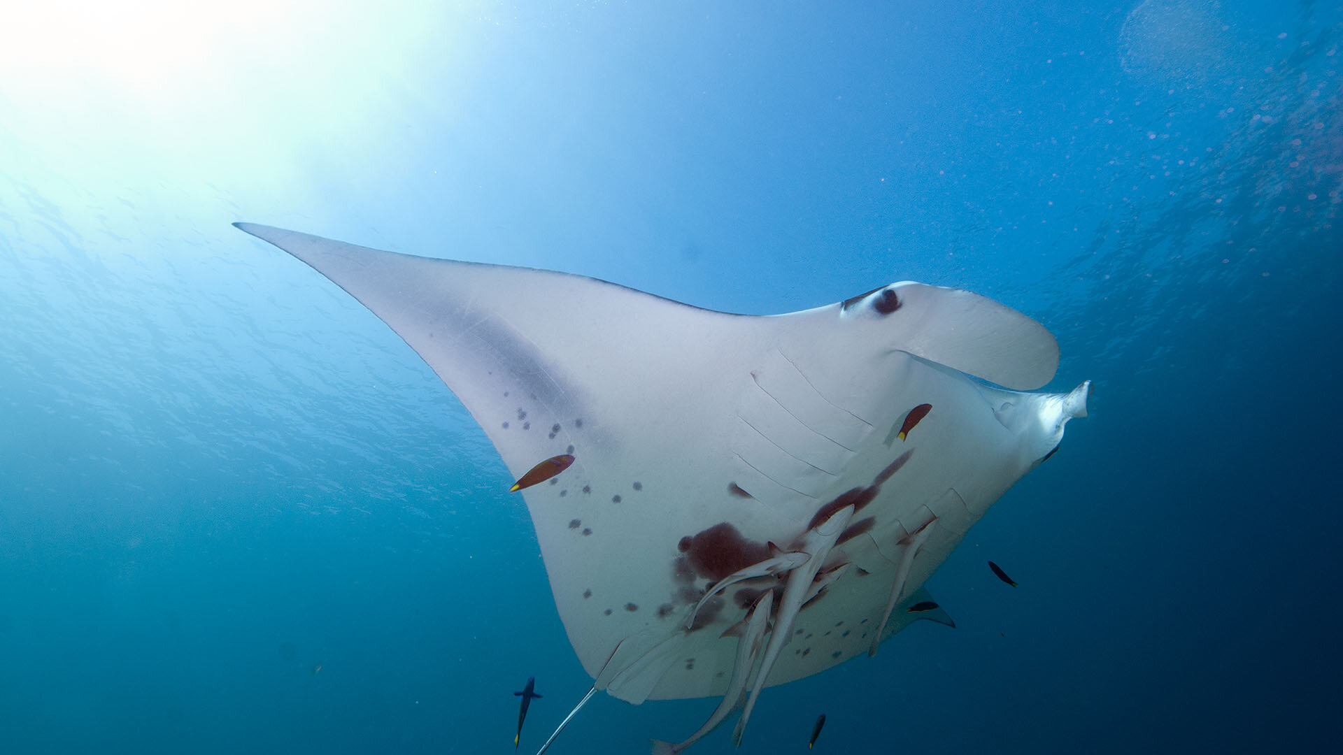 Manta Ray, © copyright Lucy Trippett, Moreton Bay Research Station