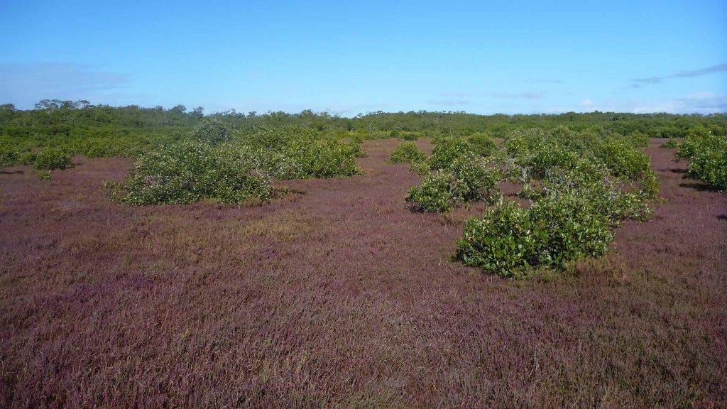 Avicennia marina expanding into marsh dominated by Sarcocornia quinqueflora (samphire), Tinchi Tamba Wetlands Reserve, © copyright, Cath Lovelock, UQ Professor