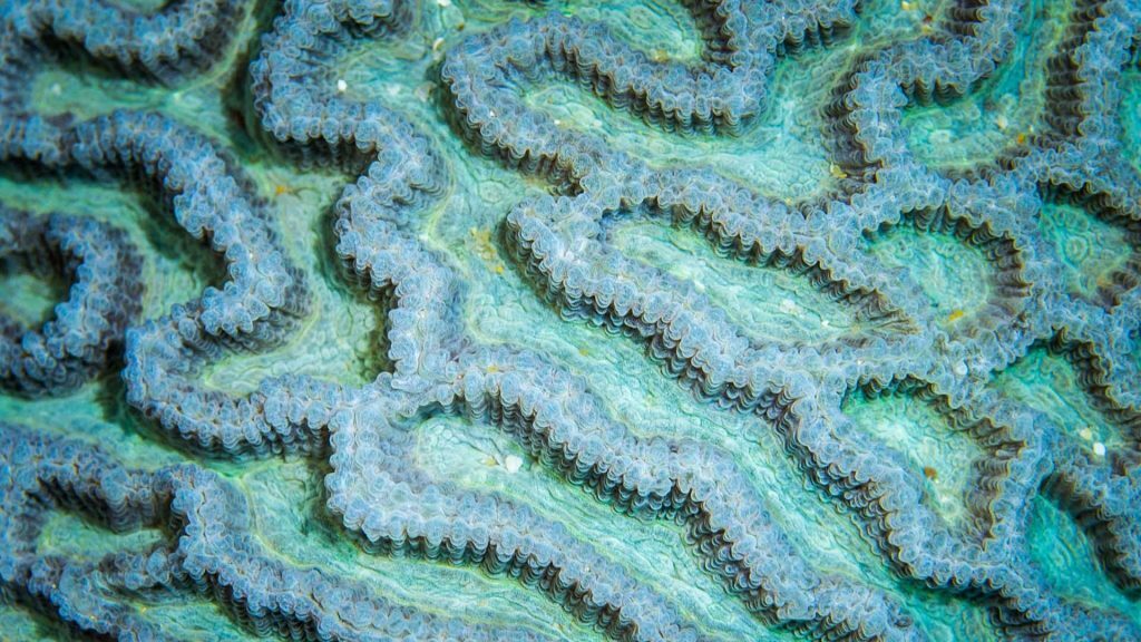 Coral, FREA (Flinders Reef Ecological Assessment), © copyright 2017, Cedric van den Berg, UniDive, UQ PhD student volunteer
