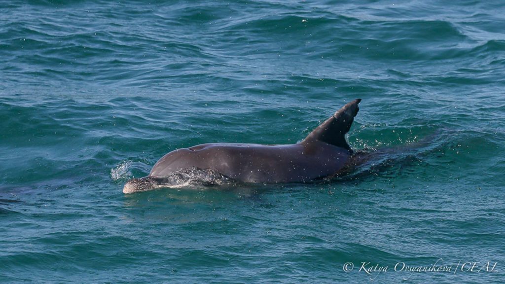 Dolphin swimming, Tangalooma, © copyright 16-12-2017, Katya Ovsyanikova, UQ PhD student 2