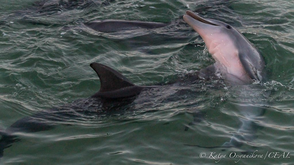 Dolphins, Tangalooma, © copyright 16-12-2017, Katya Ovsyanikova, UQ PhD student