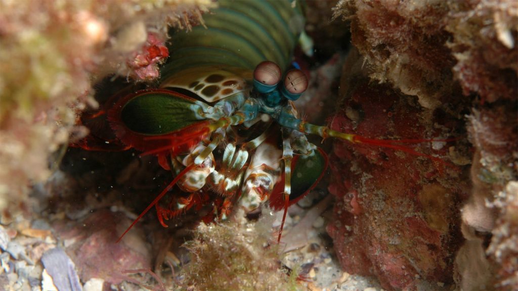 Mantis shrimp, Straddie, © copyright, Chris Roelfsema, UQ Lecturer