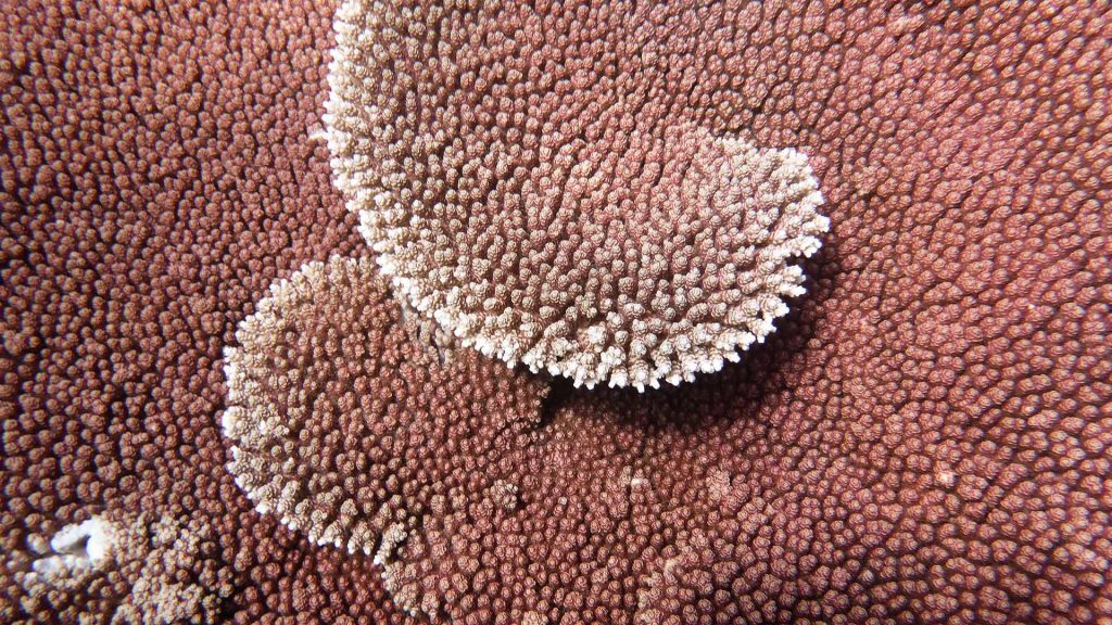 Plate coral FREA, Flinders Reef north of Moreton Island, © copyright 26-03-2017, Cedric van den Berg, UniDive, UQ PhD student volunteer