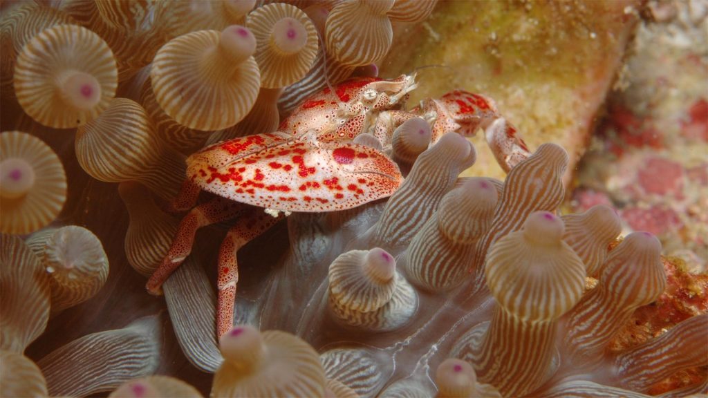 Red crab with anenome, Stradbroke Island, © copyright, Chris Roelfsema, UQ Lecturer
