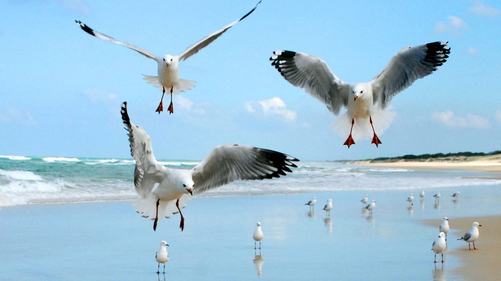 Seagulls dancing, Main Beach NSI, © copyright 5-2-18, Lucy Trippett, Moreton Bay Research Station