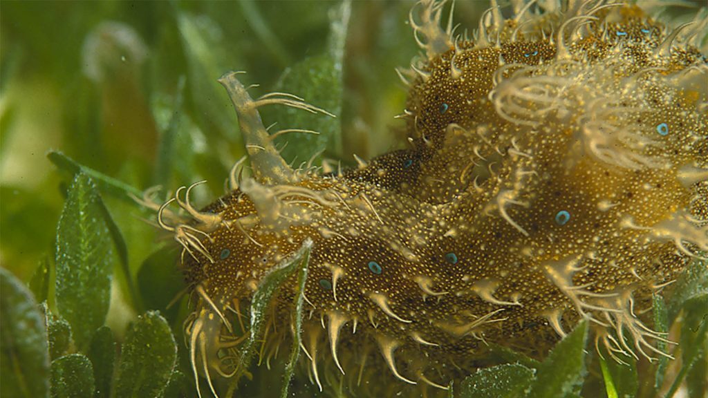 Seahair in seagrass Halophila ovalis, Eastern Banks, © copyright, Chris Roelfsema, UQ Lecturer