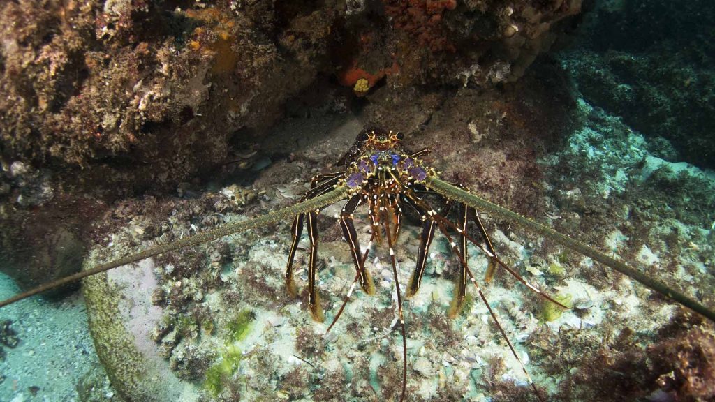 Spiny lobster, Straddie, © copyright January 2018, Cedric van den Berg, UQ PhD student
