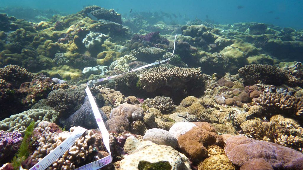 Transect for FREA (Flinders Reef Ecological Assessment), Flinders Reef north of Moreton Island, © copyright 26-03-2017, Cedric van den Berg, UniDive, UQ PhD student volunteer