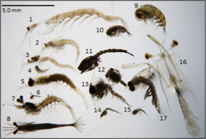 Lucifer shrimp, Mysids, Euphausiid, Decapods, Hyperiid amphipods, Cumacean, Brachyuran megalopa and zoea, Anomuran and Porcellanid zoea, Stomatopods 