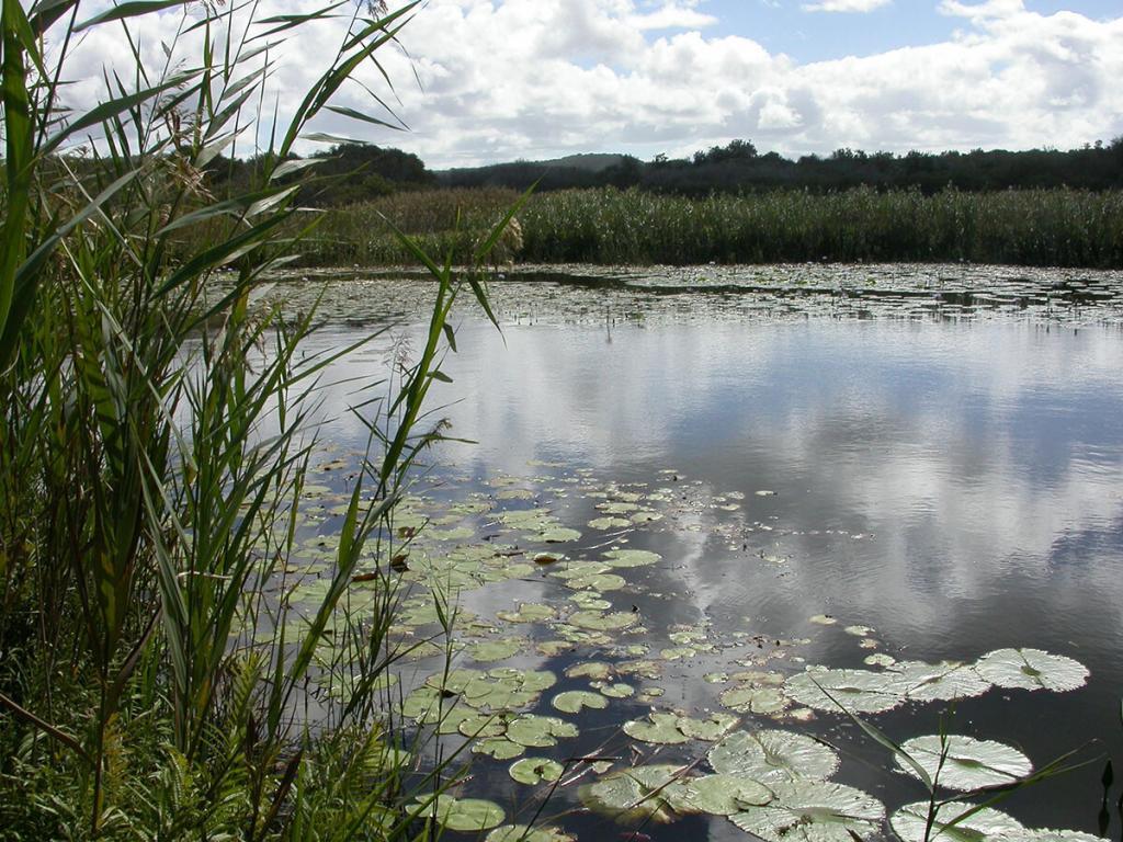 Palustrine wetland at Eighteen Mile Swamp North Stradbroke Island Moreton Bay