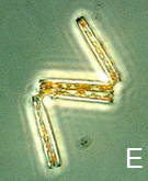 Images of Thalassionema sp phytoplankton sampled from Moreton Bay