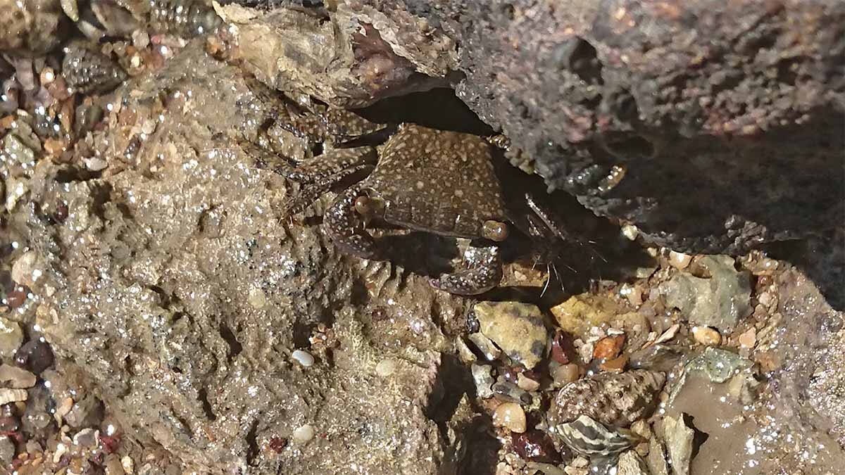 Broad-fronted mangrove crab (Metopagrapsus frontalis) reacts to the survey team at Cleveland Point shore