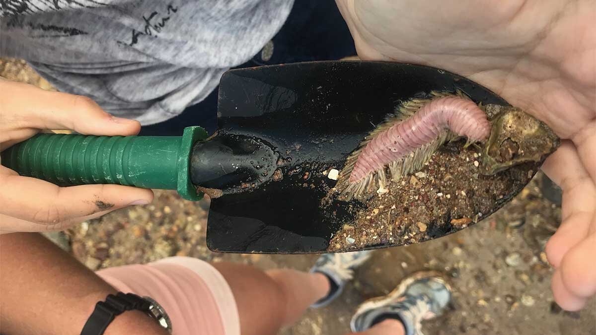 Research students find a native marine polychaete fire worm