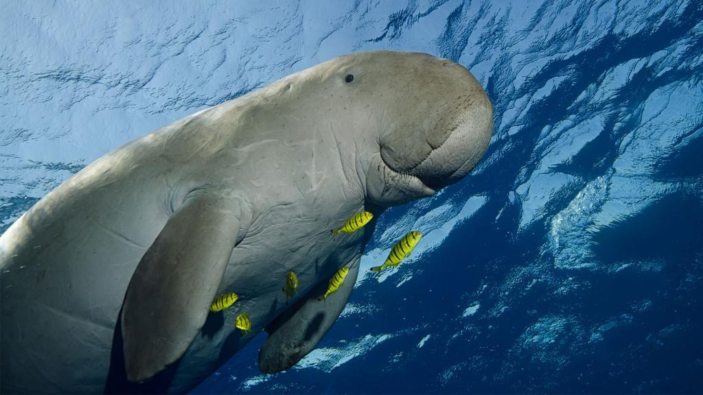 Endangered Dugong flanked by Golden Trevally