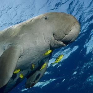 Endangered Dugong flanked by Golden Trevally