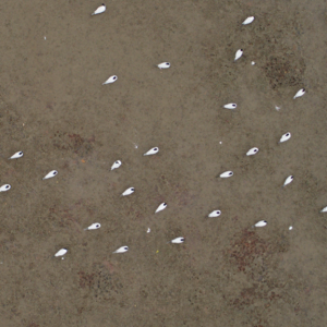 Aerial example of automated shorebird survey using an unmanned aerial vehicle and object detection © Joshua Wilson
