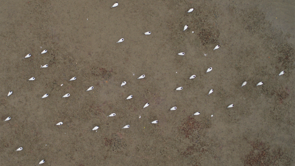 Aerial example of automated shorebird survey using an unmanned aerial vehicle and object detection © Joshua Wilson