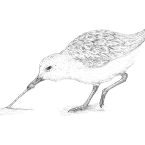 sanderling drawing by Joshua Wilson