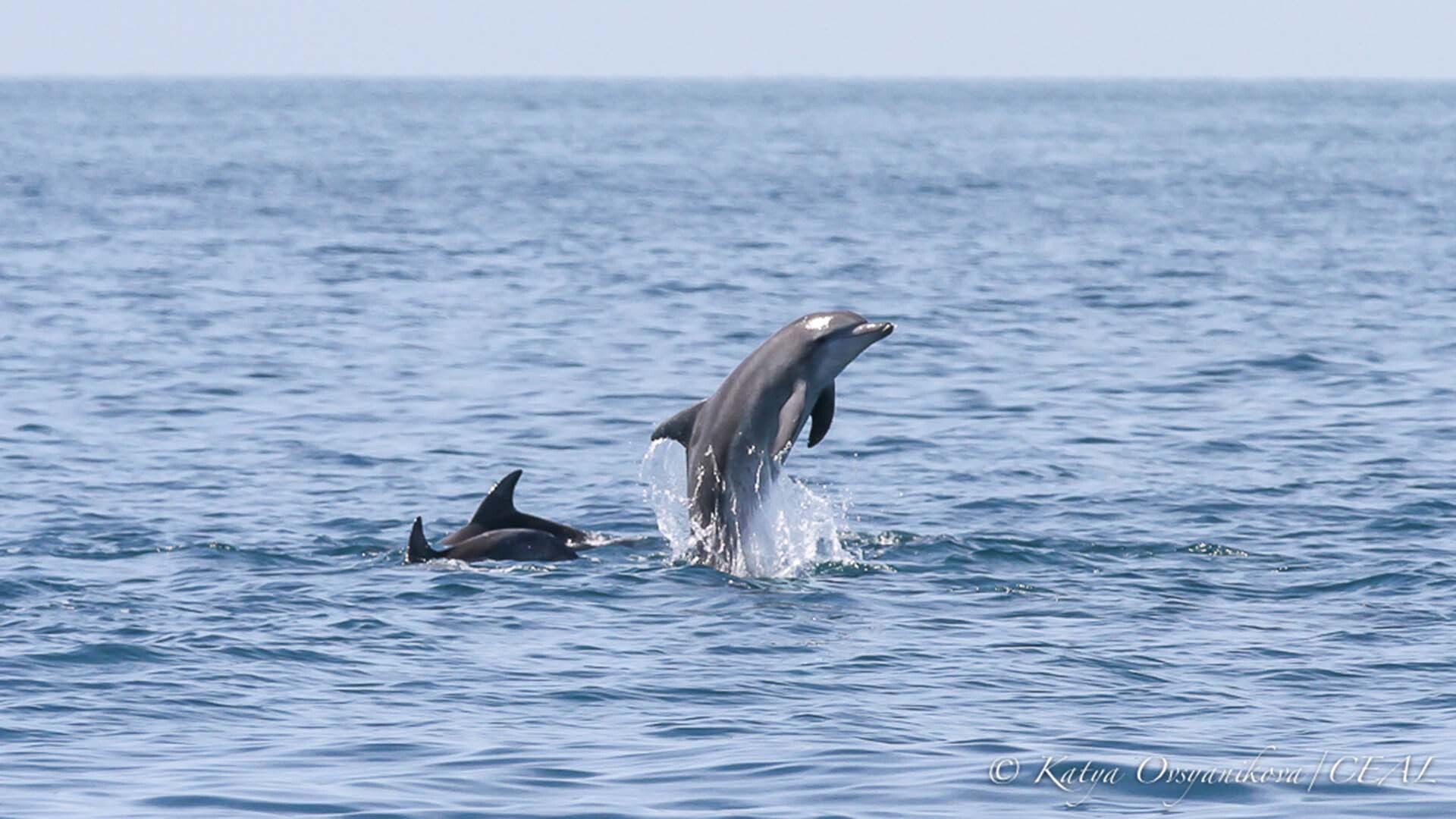 Pod of dolphins porpoising Tangalooma copyright 19-12-2017 Katya Ovsyanikova UQ PhD student