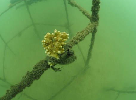 Deployed coral fragment testing in current water quality regime