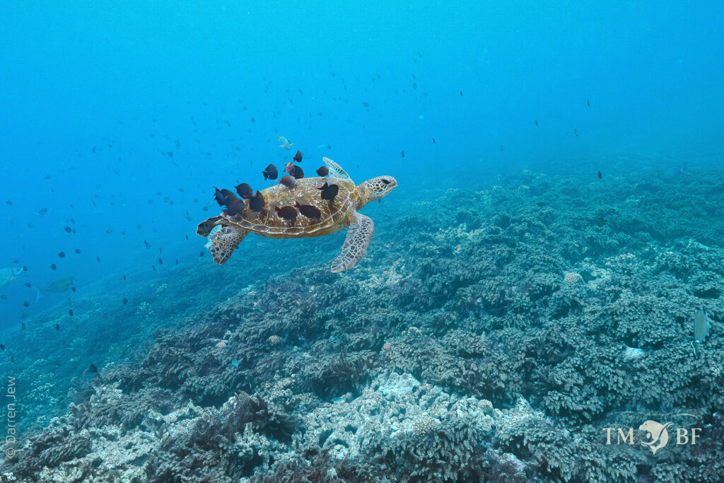 Sea turtle being cleaned by fish, swimming over a field of branching coral